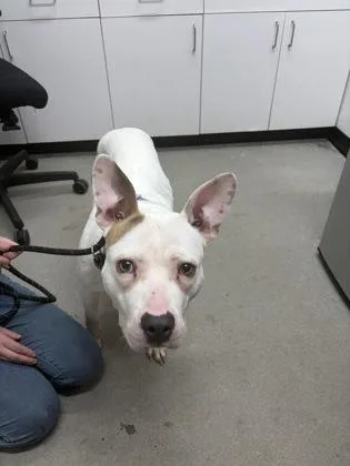 An adult medium-sized female Mixed Breed dog named Bella Fka Jewelz for adoption in West Chester, PA
