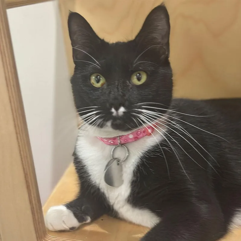 An adult small-sized female Domestic Short Hair cat named Brama for adoption in Port Washington, NY