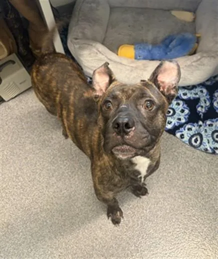 A young medium-sized male Mixed Breed dog named Brisket for adoption in Toledo, OH