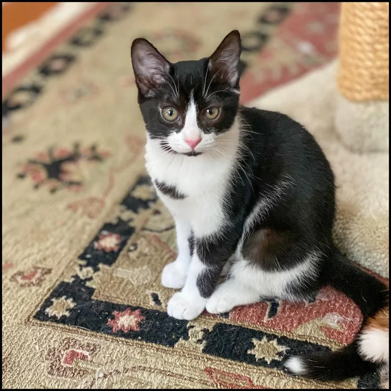 A young medium-sized female Black & White / Tuxedo Domestic Short Hair cat named Jazzy for adoption in Roswell, GA
