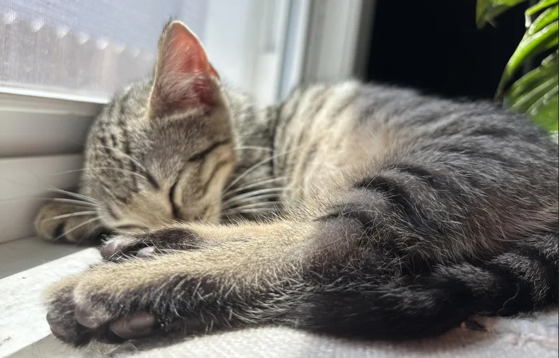 A baby medium-sized male Domestic Short Hair cat named Robert for adoption in Trenton, NJ