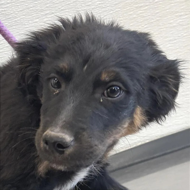 A baby small-sized male Black Mixed Breed dog named Orchid for adoption in Las Cruces, NM