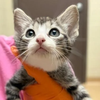A baby small-sized male White Domestic Short Hair cat named Skelly for adoption in Leander, TX