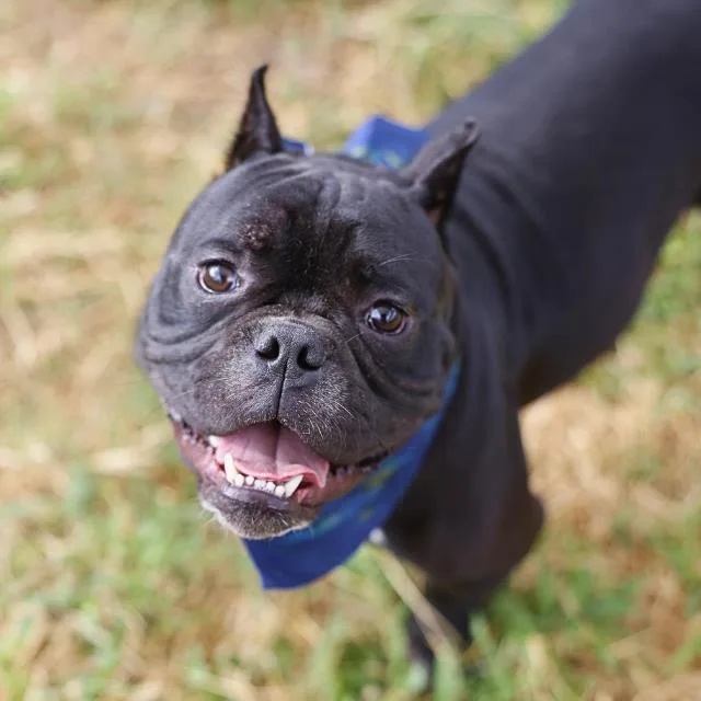 An adult small-sized male American Bulldog dog named Champs for adoption in San Antonio, TX
