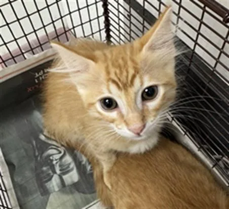 A baby small-sized male Domestic Short Hair cat named Henry for adoption in Los Angeles, CA