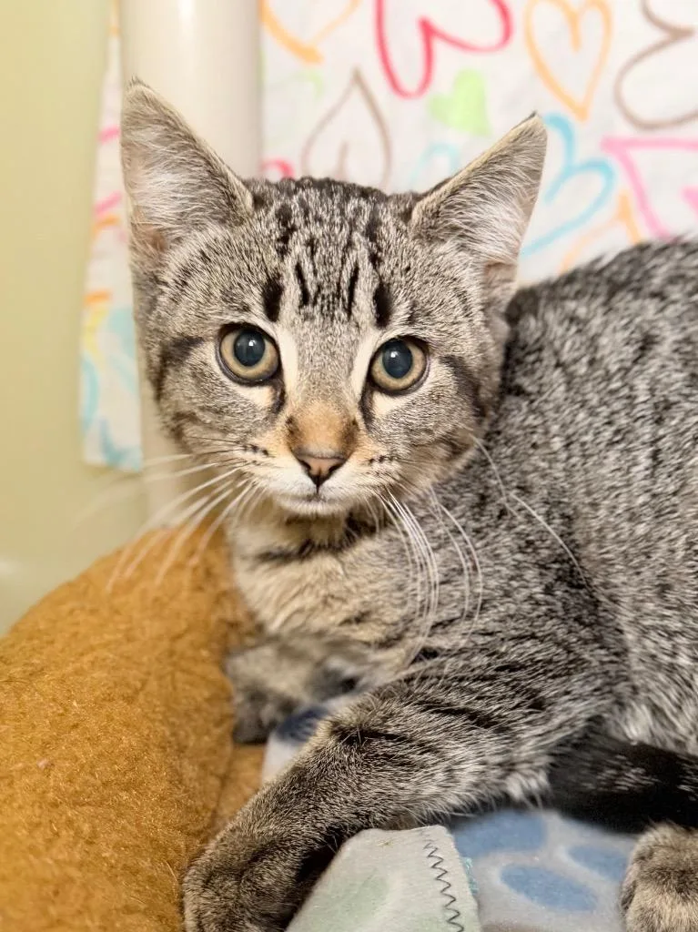 A baby medium-sized female Domestic Short Hair cat named Saturn for adoption in Menomonie, WI