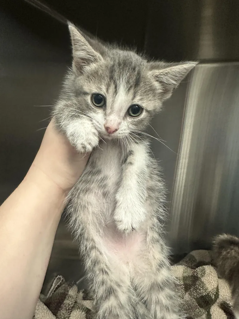 A baby small-sized female Domestic Short Hair cat named Mango for adoption in Grand Rapids, MI