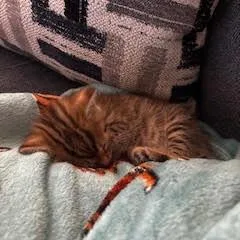 Merlin thumbnail 2