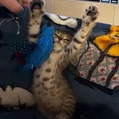 Merlin thumbnail 3