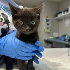 A baby small-sized male Domestic Short Hair cat named Joey for adoption in Indianapolis, IN