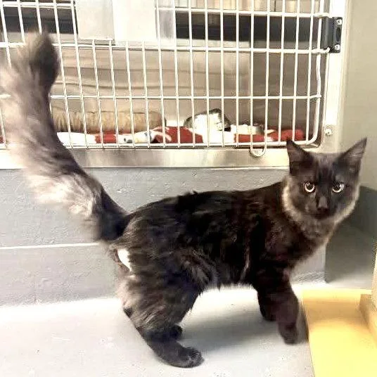 An adult medium-sized male Gray / Blue / Silver Domestic Medium Hair cat named Sir Regal for adoption in Hilton Head Island, SC