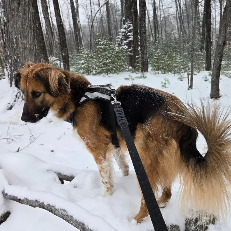 An adult medium-sized female Black Mixed Breed dog named Zuzu for adoption in Oxford, ME