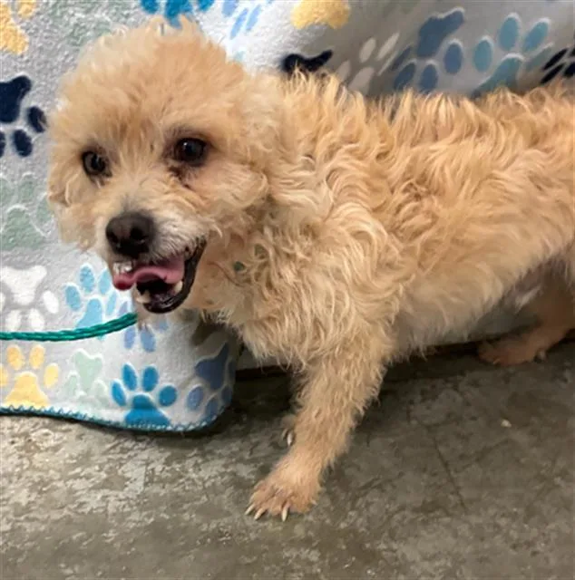 An adult small-sized male Poodle dog named Toby for adoption in Rosenberg, TX