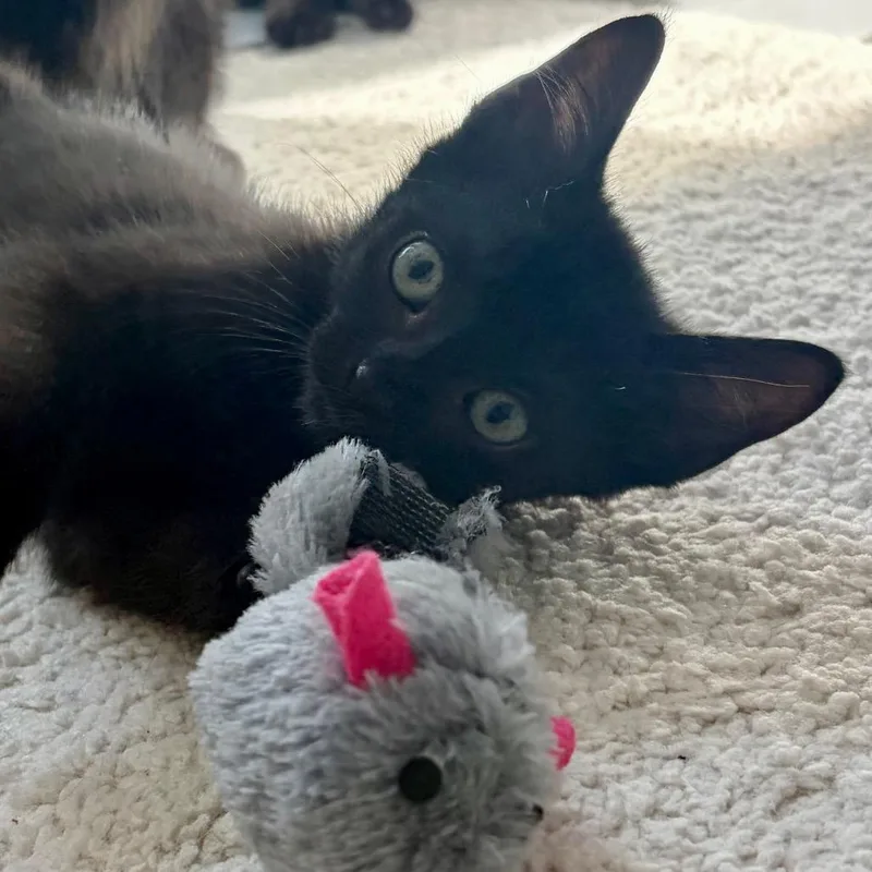 A baby small-sized female Domestic Medium Hair cat named Inky for adoption in Durham, NC