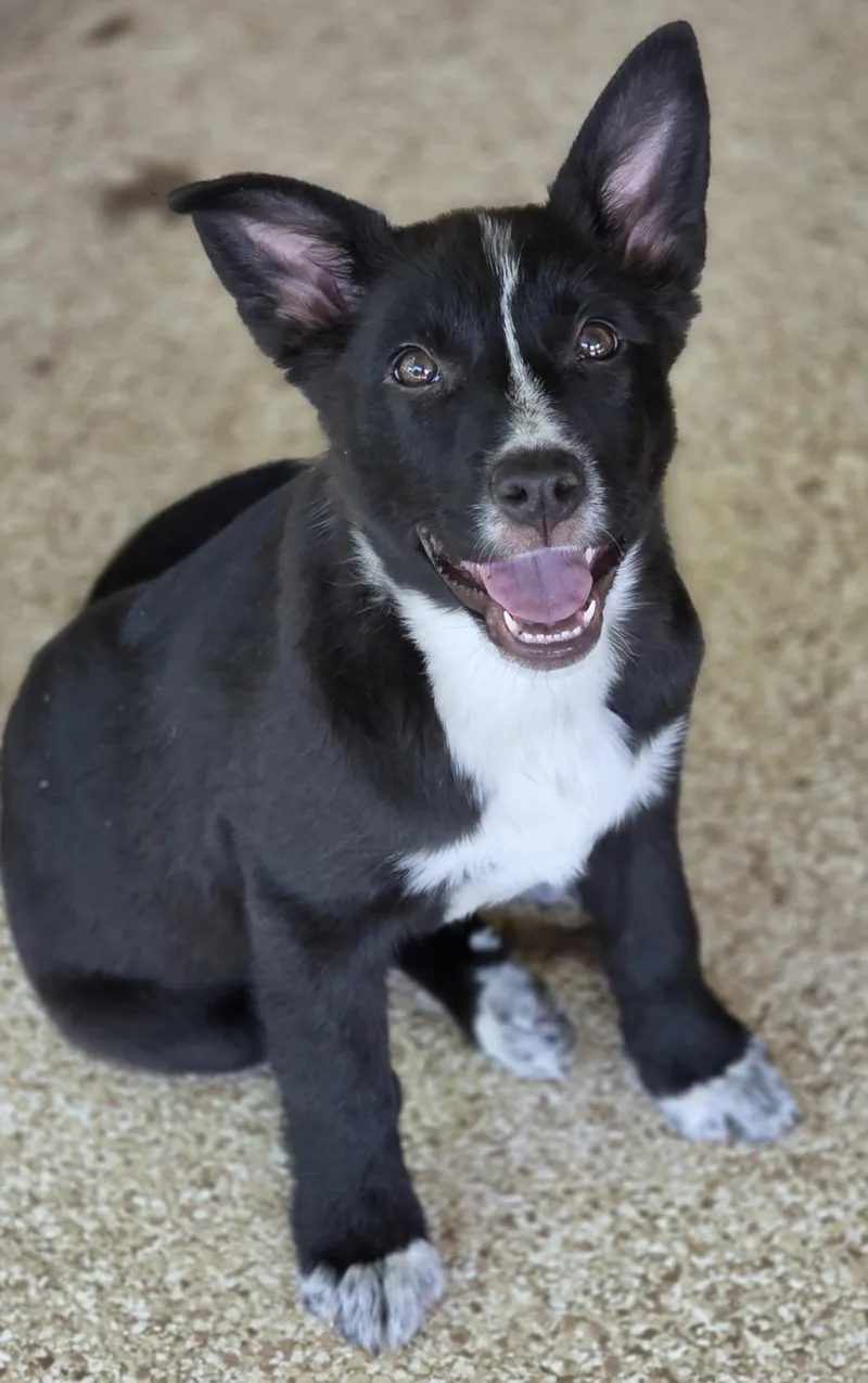 A young medium-sized female Black Husky dog named Flowers for adoption in Austin, TX