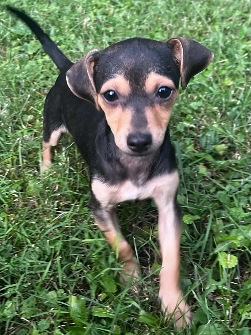 Mocha