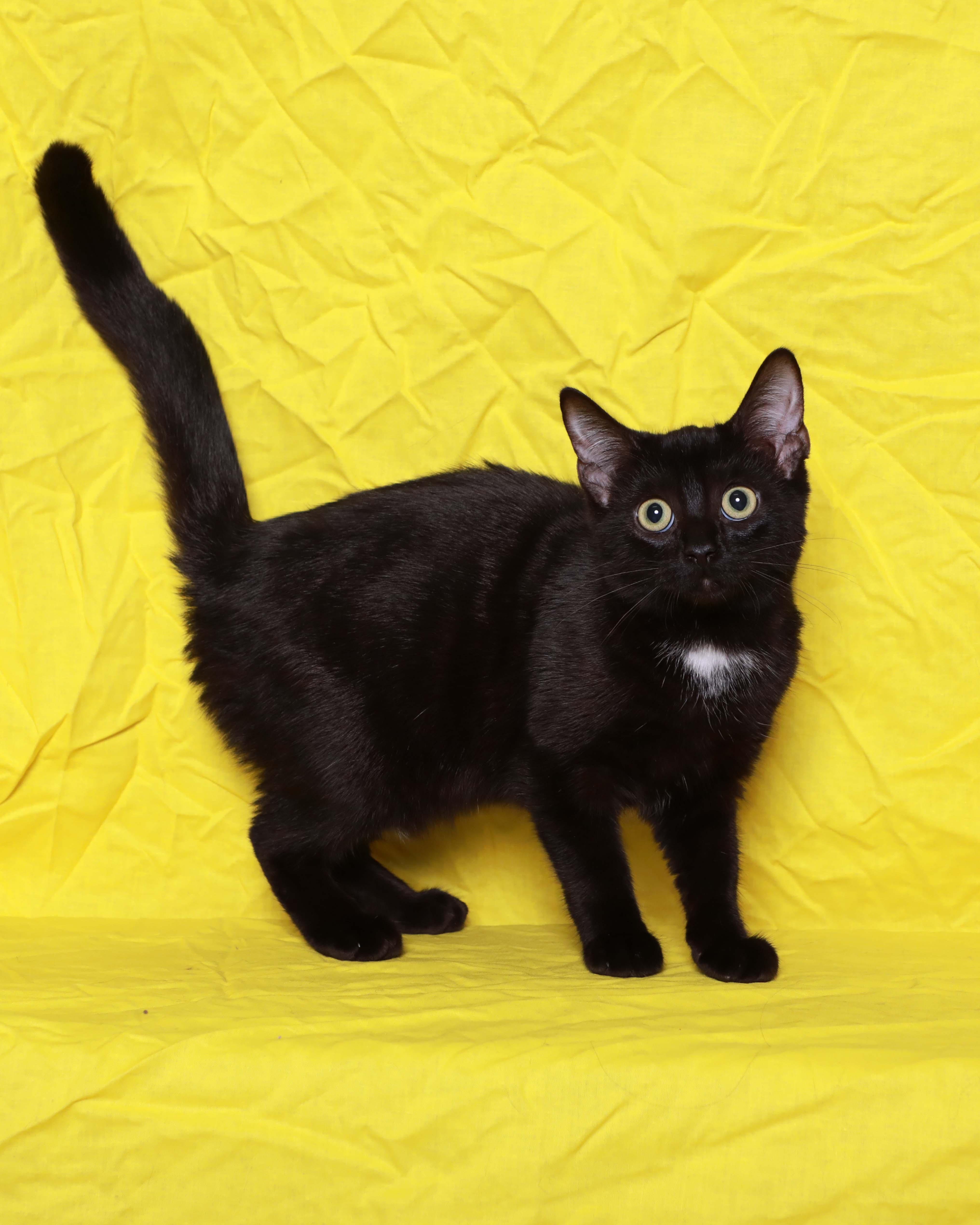 A baby medium-sized female Black Domestic Short Hair cat named Zaidee for adoption in Rock Falls, IL