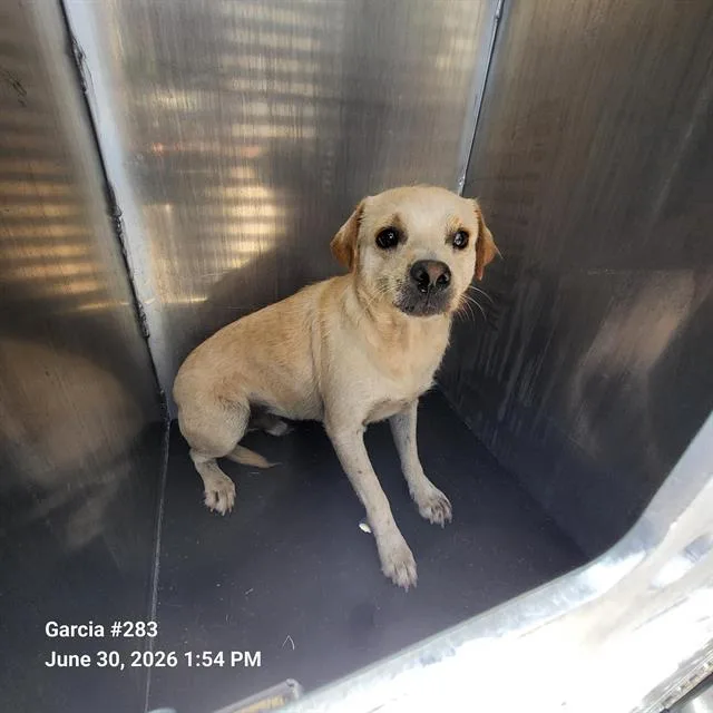 A young small-sized male Chihuahua dog named Joseph for adoption in San Antonio, TX