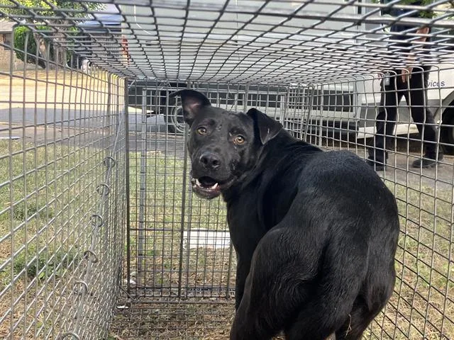 An adult medium-sized male Mixed Breed dog named Dekamus for adoption in Dallas, TX