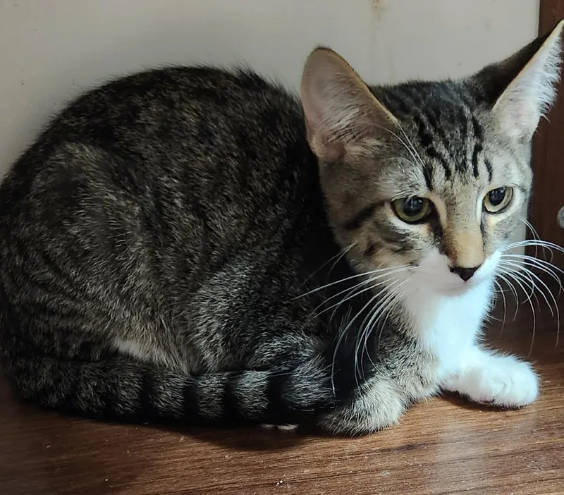 A baby small-sized male Domestic Short Hair cat named Jasper for adoption in San Antonio, TX