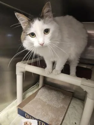 An adult medium-sized female Domestic Short Hair cat named Marshmellow for adoption in Fallston, MD