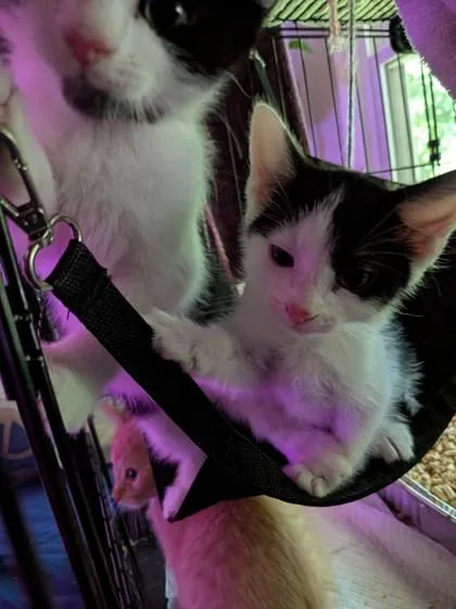 A baby small-sized male Domestic Short Hair cat named Flipflop for adoption in Chamblee, GA