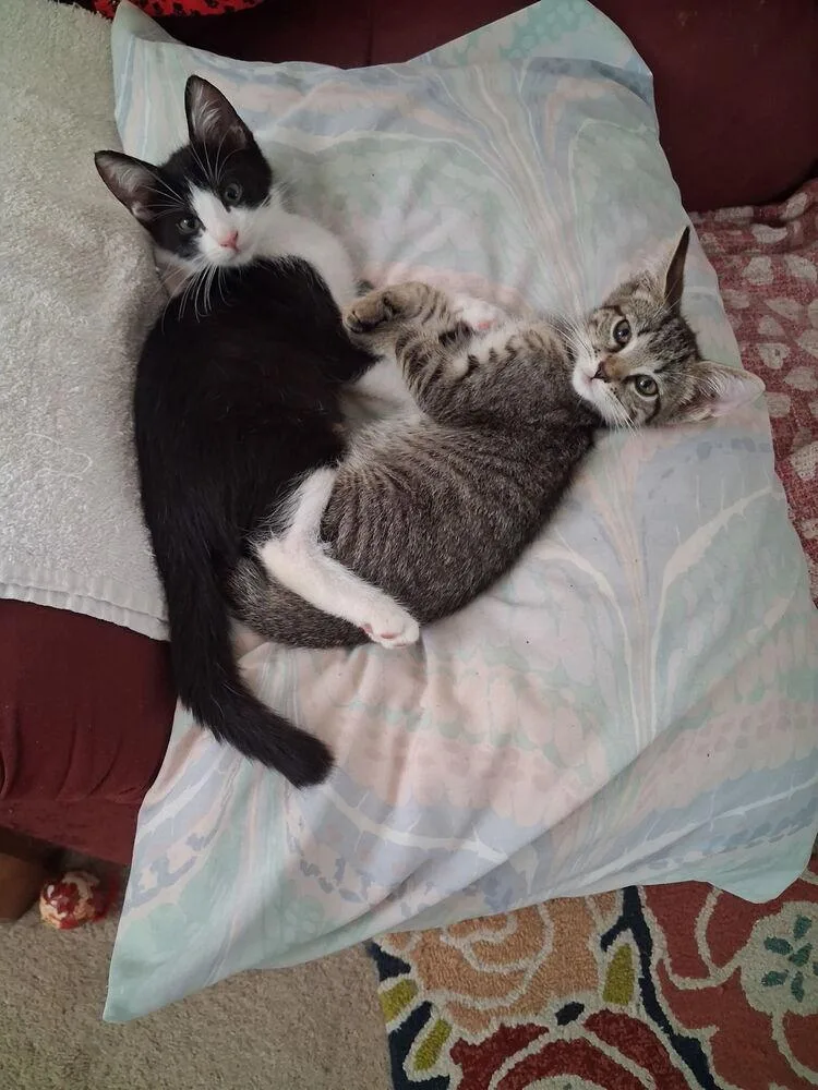A baby small-sized male Black & White / Tuxedo Domestic Short Hair cat named Toby for adoption in Wellington, FL