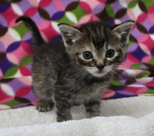 A young medium-sized female Domestic Short Hair cat named Lilac for adoption in Thief River Falls, MN