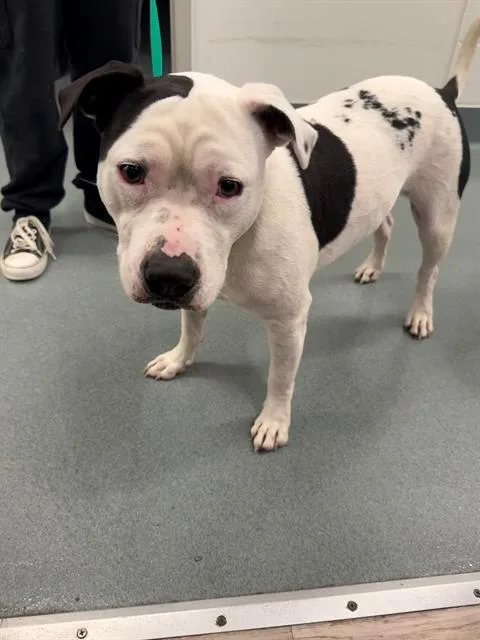 A young medium-sized female Pit Bull Terrier dog named Gooey for adoption in Baytown, TX