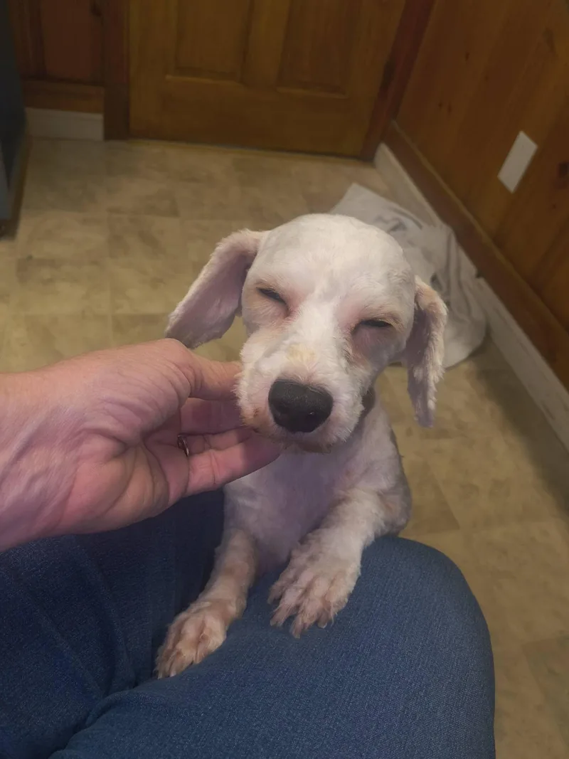 A young small-sized male Bichon Frise dog named Swayze for adoption in Raleigh, NC