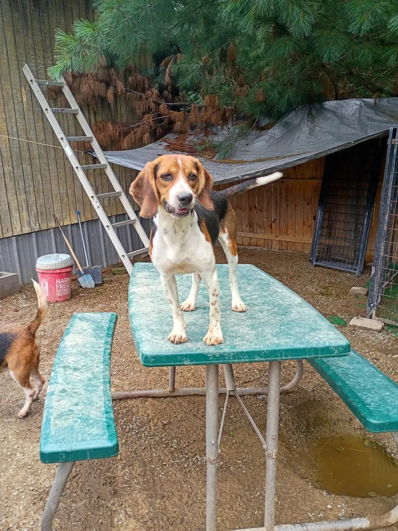 A young small-sized female Beagle dog named Hannah for adoption in Westwood, NJ