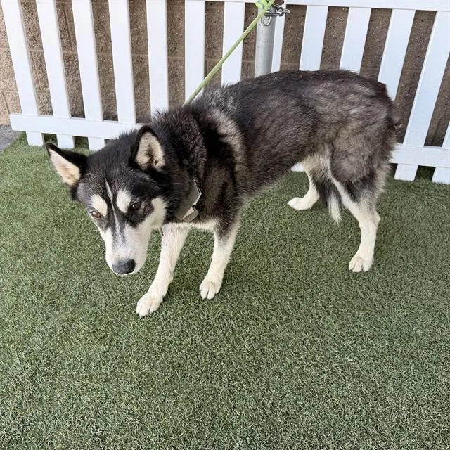 An adult large-sized female Siberian Husky dog named A for adoption in Modesto, CA
