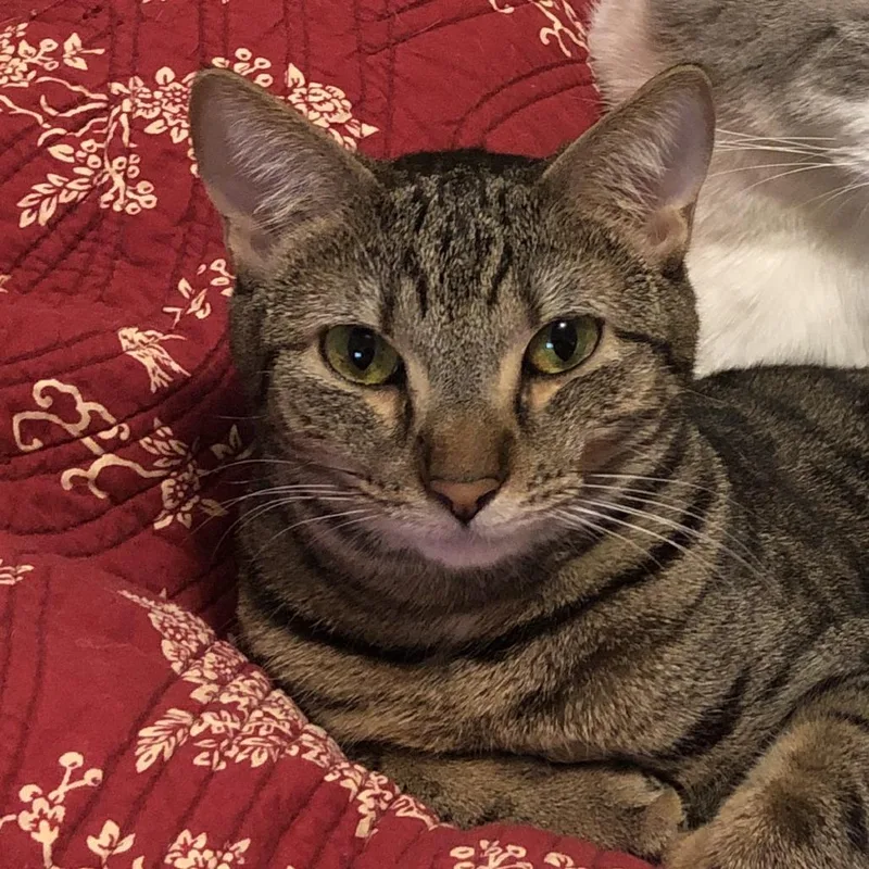 A senior medium-sized female Brown / Chocolate Domestic Short Hair cat named Princess Bubblegum for adoption in Waynesville, NC