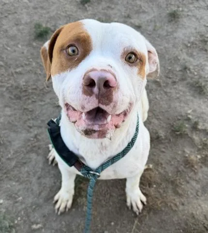 Toby Longtime Resident!