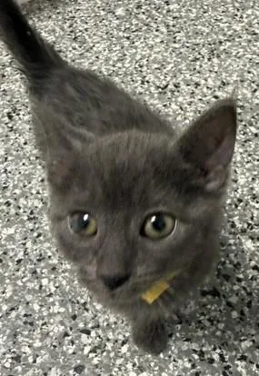 A baby medium-sized female Gray / Blue / Silver Domestic Short Hair cat named Rain for adoption in Bryan, OH