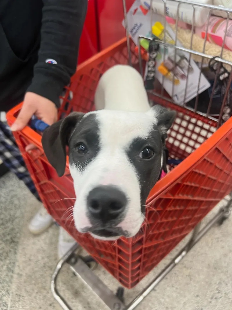 A young medium-sized female Pit Bull Terrier dog named Harley for adoption in Carmel, NY