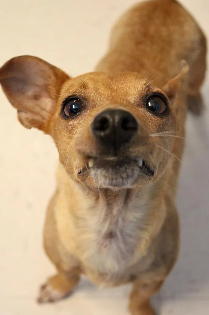 An adult medium-sized female Chihuahua dog named Momma Dog for adoption in Morgantown, KY