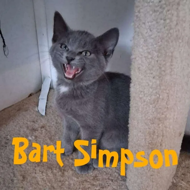 A baby small-sized male Domestic Short Hair cat named Bart Simpson for adoption in Hillsboro, OH