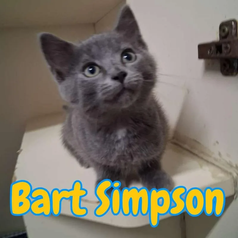 Bart Simpson thumbnail 2