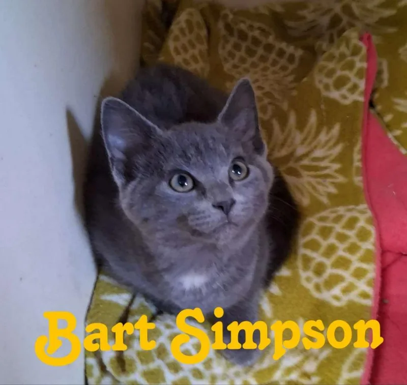 Bart Simpson thumbnail 3