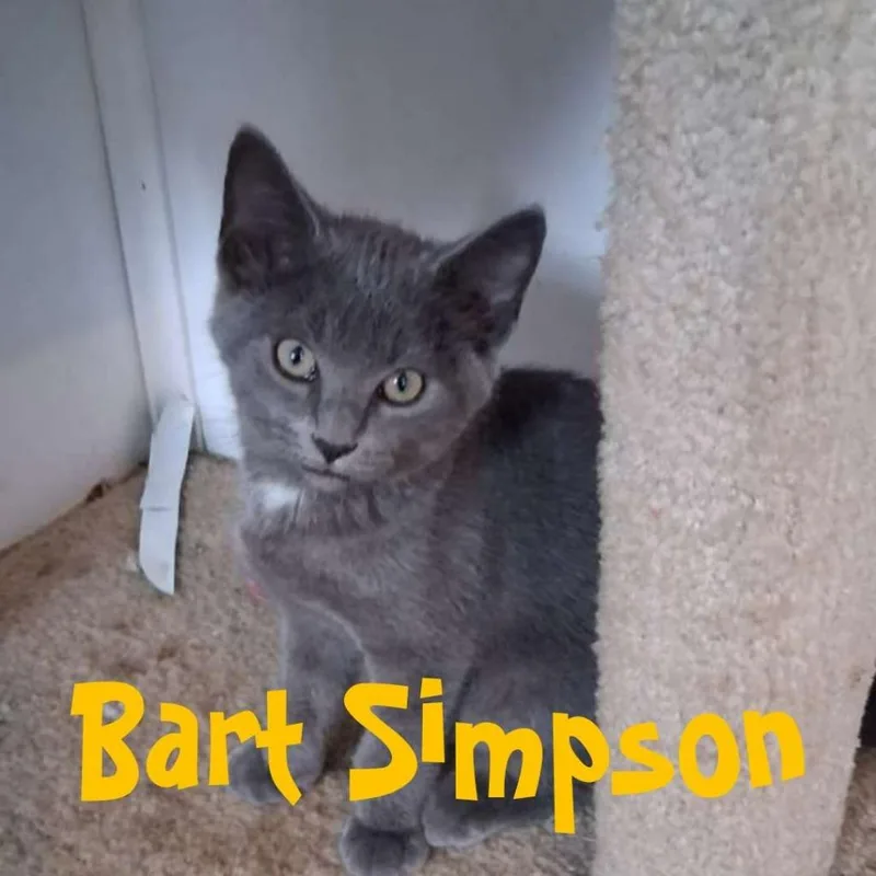 Bart Simpson thumbnail 4