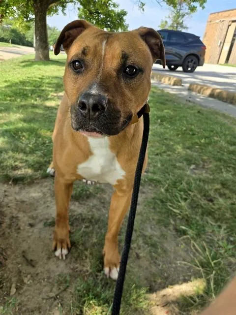 A young medium-sized female Terrier dog named Sunset for adoption in Olivette, MO