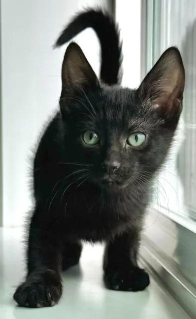 A baby medium-sized male Domestic Short Hair cat named Clarence for adoption in Shoreline, WA