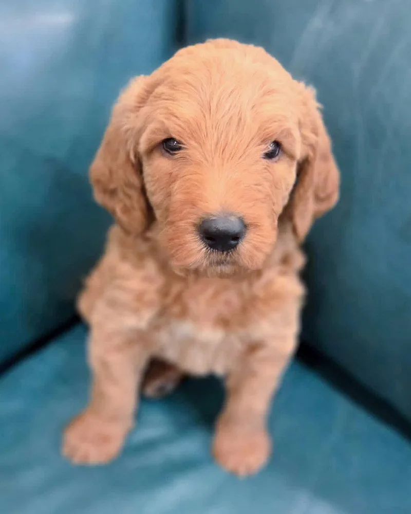 A baby large-sized male Golden Retriever dog named River for adoption in Corona, CA