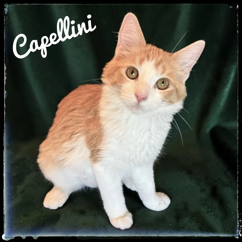 A baby small-sized female Domestic Medium Hair cat named Capellini for adoption in El Cajon, CA