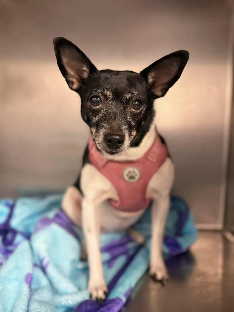 A senior small-sized female Toy Fox Terrier dog named Coco for adoption in Blue Springs, MO