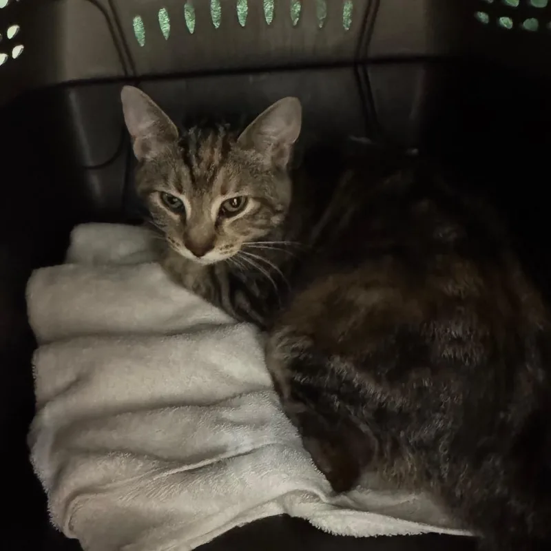 A baby small-sized female Torbie Domestic Short Hair cat named Strawberry Shortcake for adoption in York, PA