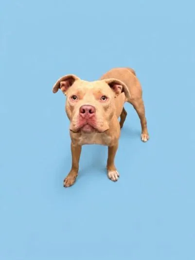 A young medium-sized male Pit Bull Terrier dog named Owen for adoption in Los Angeles, CA