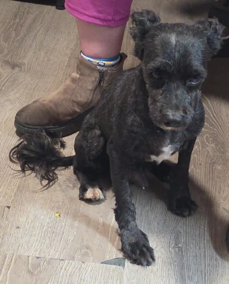 An adult small-sized male Poodle dog named Tobin for adoption in Thompson Falls, MT