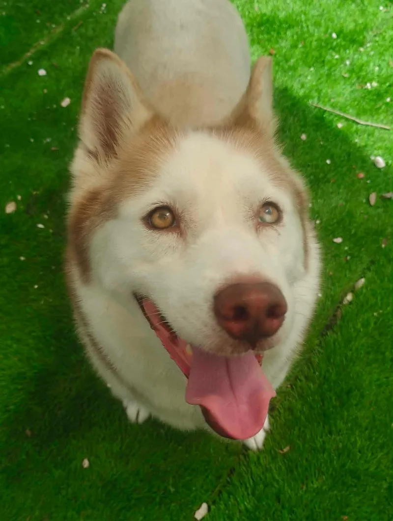 Afina